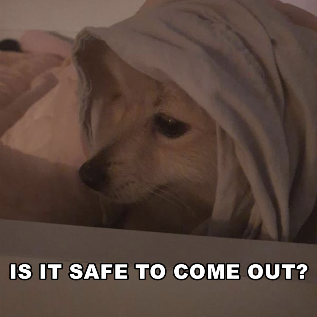 Is it safe to come out now dog